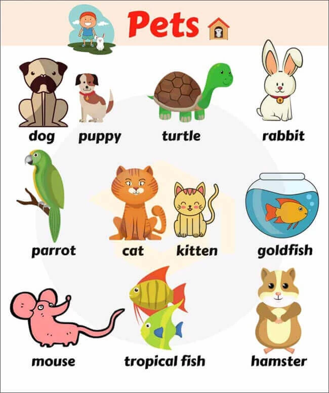 Gọi tên các con vật bằng tiếng Anh