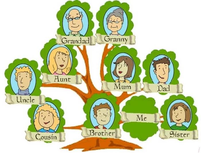 Học từ vựng về gia đình thông qua cây gia đình