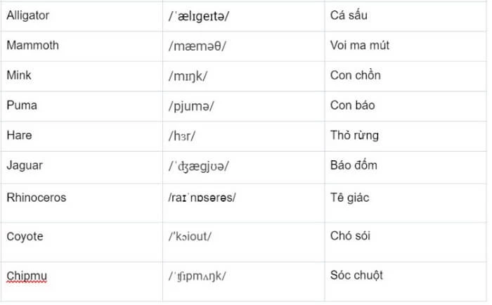 Các loài động vật có vú bằng tiếng Anh p2