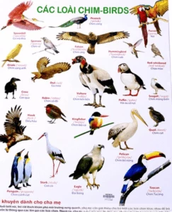 Bé học tiếng Anh các loài chim