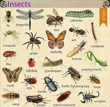 Tên các loài côn trùng bằng tiếng Anh
