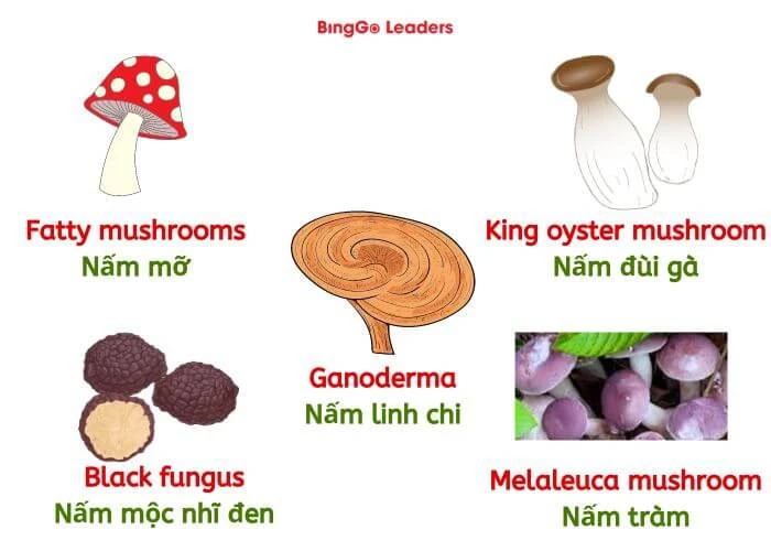 Từ vựng tiếng Anh về 10 loại nấm (phần 1)