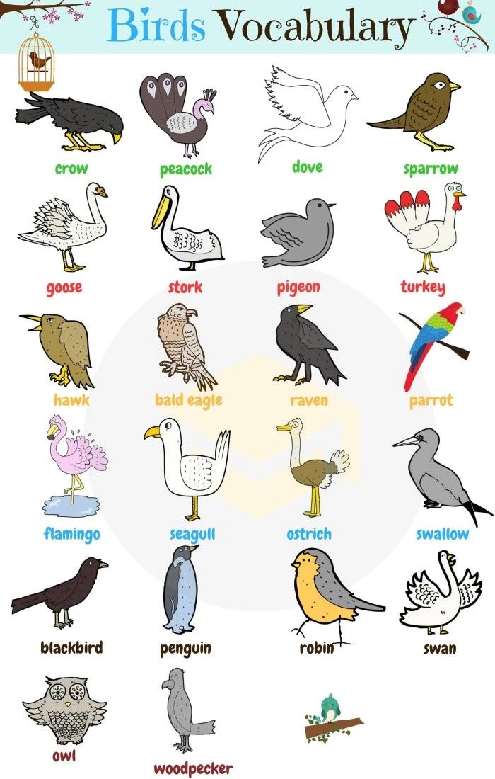 Bé học từ vựng tiếng Anh về các loài chim