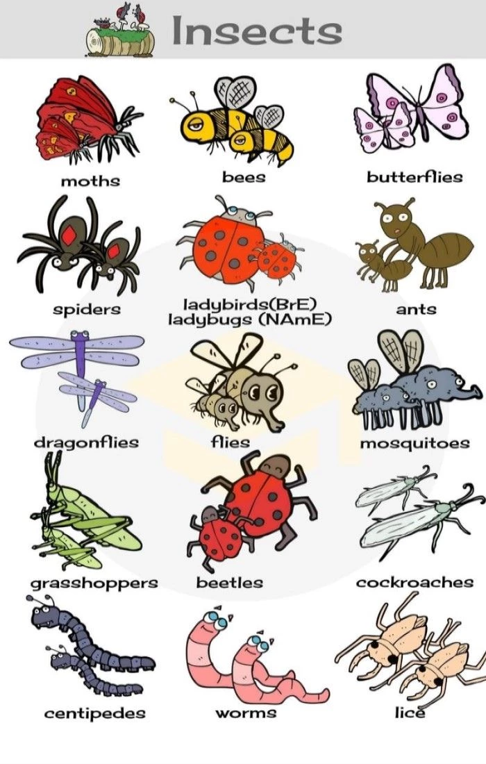 Tên các loài côn trùng bằng tiếng Anh