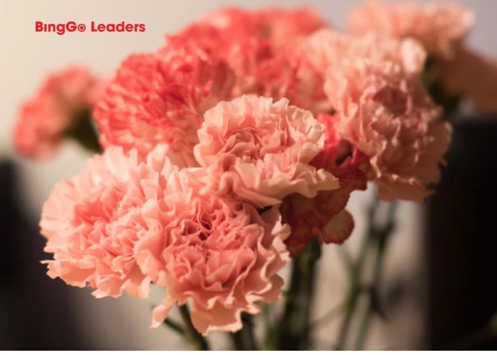 Hoa cẩm chướng có nhiều màu sắc và ý nghĩa đặc trưng riêng