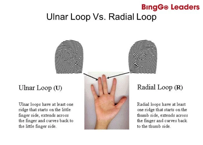 Có hai loại chủng vân tay Loop (vân tay dạng móc)