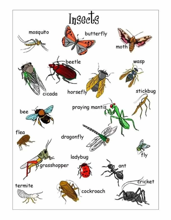 Từ vựng tiếng Anh về các loài côn trùng
