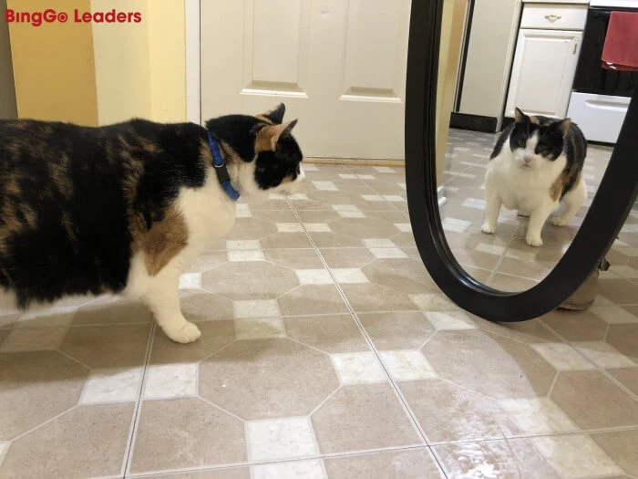 The cat is looking at itself in the mirror