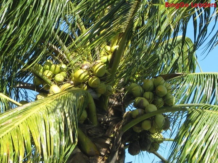 Bài văn tả cây dừa