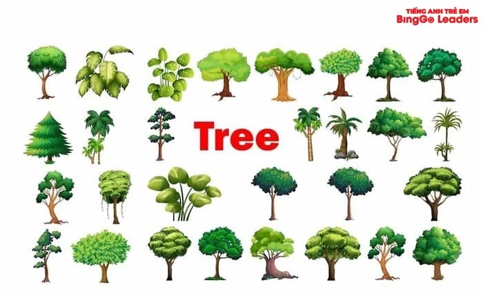 Từ vựng tiếng Anh trình độ A1