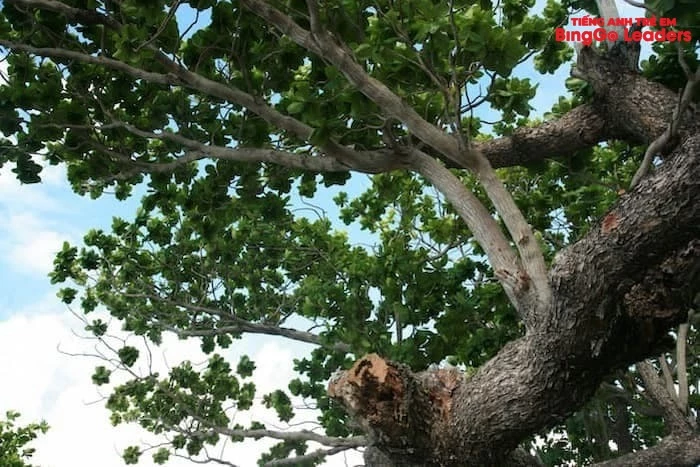 Thân cây bàng cao và lớn, lớp vỏ nâu sẫm xù xì theo thời gian (Nguồn ảnh: Internet)