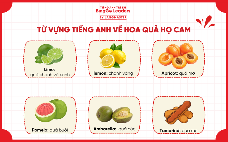 Từ vựng tiếng Anh về các quả họ cam