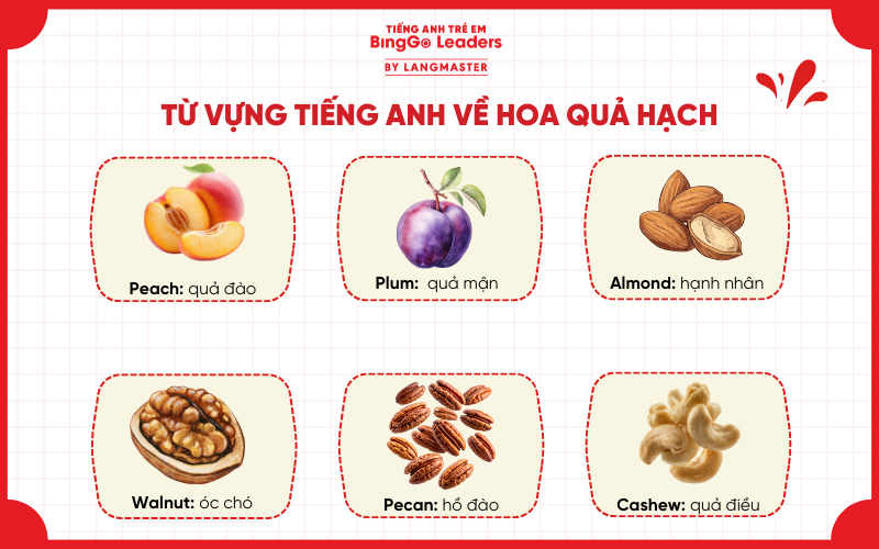Bé học hoa quả tiếng anh thông qua trái cây họ hạch