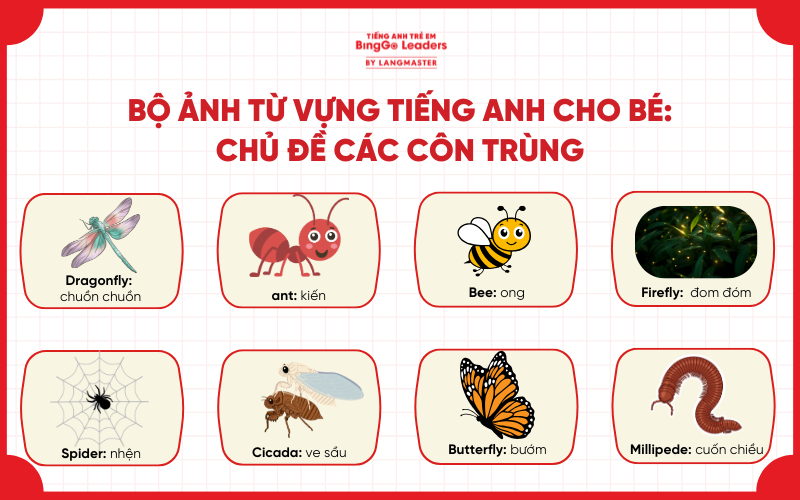 Bộ ảnh từ vựng cho bé học chủ đề côn trùng