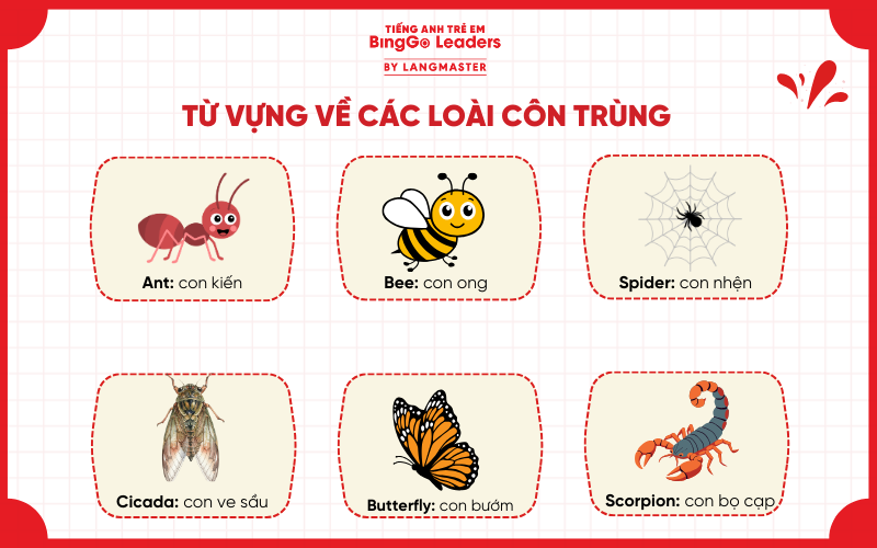 Từ vựng tiếng Anh cho bé về động vật: chủ đề côn trùng